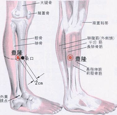 豐隆穴位置|醫砭 » 經穴庫 » 豐隆